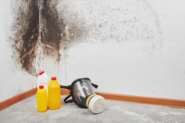 Best Local Mold Removal Service  in Meridian, TX
