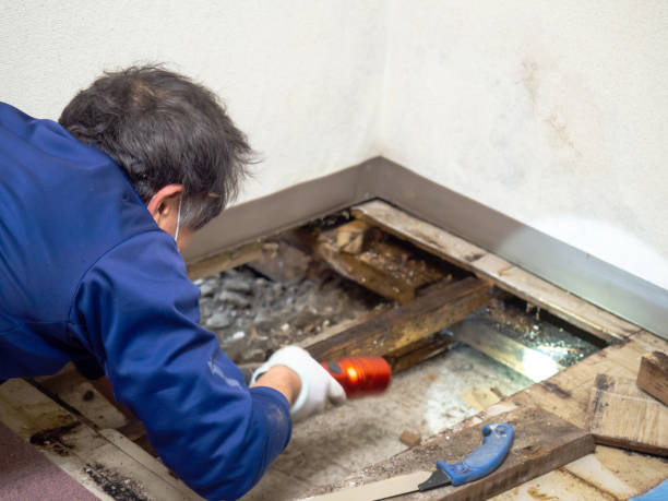 Best Mold Inspection  in Meridian, TX