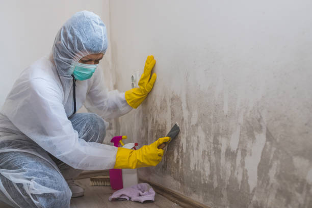 Best Mold Removal Near Me  in Meridian, TX