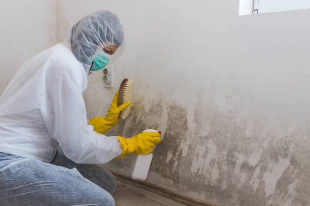 Best Local Mold Removal Service  in Meridian, TX