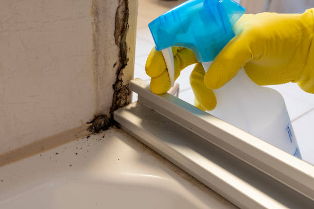 Best Certified Mold Removal  in Meridian, TX