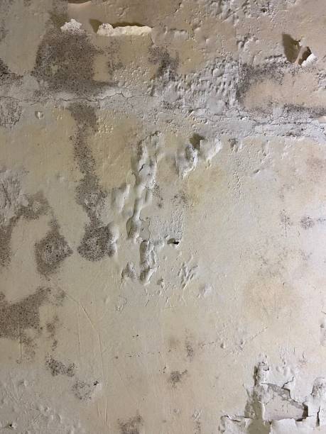 Best Attic Mold Removal  in Meridian, TX