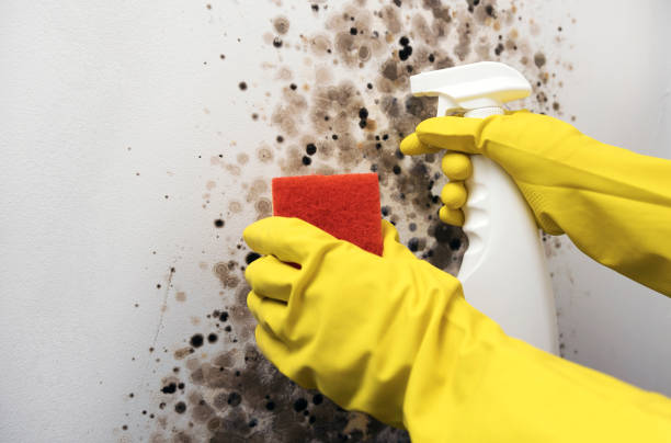 Best Mold Removal Company Near Me  in Meridian, TX