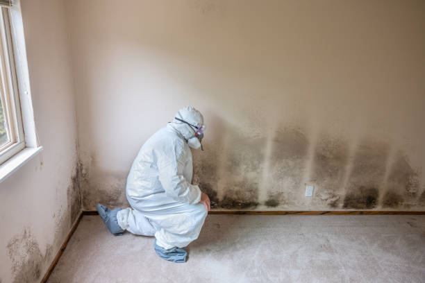 Home Mold Removal in Meridian, TX