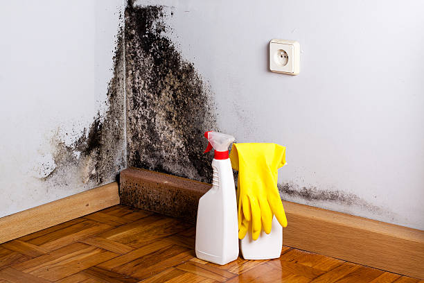 Best Mold Testing  in Meridian, TX